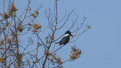 Megaceryle torquata stellata