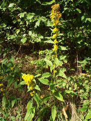Solidago virgaurea