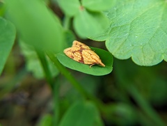 Cenopis reticulatana