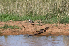 Elseyornis melanops