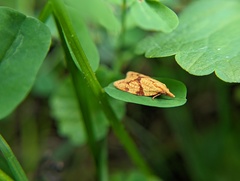 Cenopis reticulatana