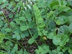 Cenopis reticulatana