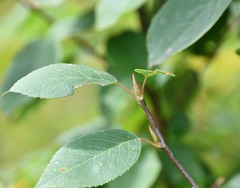 Amelanchier canadensis