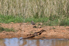 Elseyornis melanops
