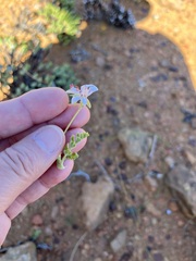 Pelargonium alternans