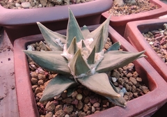 Ariocarpus