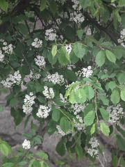Prunus padus