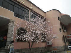 Magnolia × soulangeana