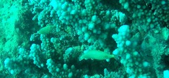 Oxymonacanthus halli