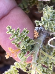 Pelargonium alternans