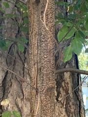Prunus serotina