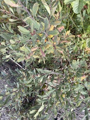 Myrica
