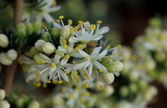 Asparagus flavicaulis
