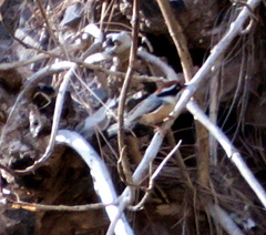 Aegithalos concinnus