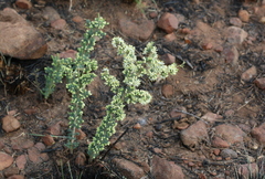 Asparagus flavicaulis