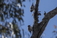 Daphoenositta chrysoptera