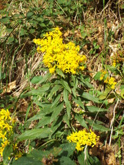 Solidago virgaurea