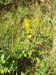 Solidago virgaurea