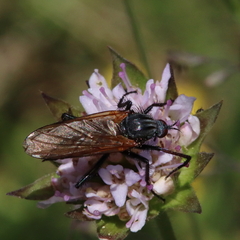 Empis tessellata