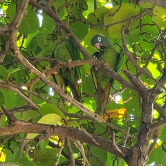 Thectocercus acuticaudatus