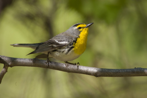Grace's Warbler