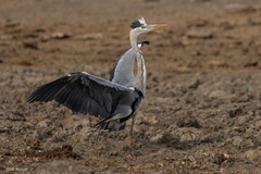 Ardea cinerea cinerea