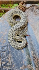 Thamnophis sirtalis sirtalis