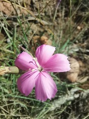 Dianthus basuticus