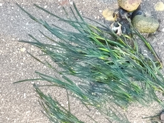 Zostera
