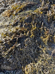 Fucus vesiculosus