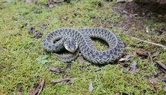 Thamnophis sirtalis sirtalis