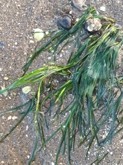 Zostera