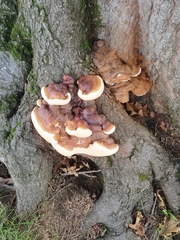 Ganoderma sessile