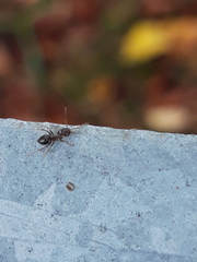 Lasius niger