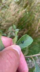 Plagiodera versicolora