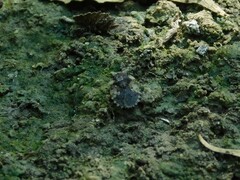 Gelastocoris oculatus