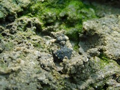 Gelastocoris oculatus