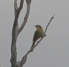 Lichenostomus melanops