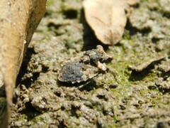 Gelastocoris oculatus