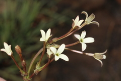 Kohautia amatymbica