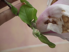 Magnolia × soulangeana