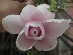Magnolia × soulangeana