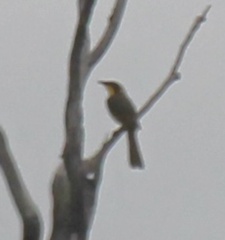 Lichenostomus melanops