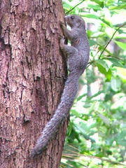 Heliosciurus undulatus