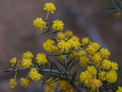 Acacia acuaria