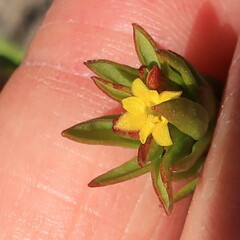 Gnidia juniperifolia