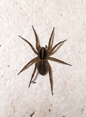 Trochosa