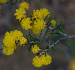 Acacia acuaria
