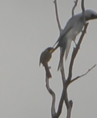 Lichenostomus melanops