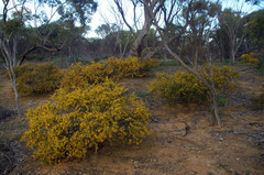 Acacia acuaria